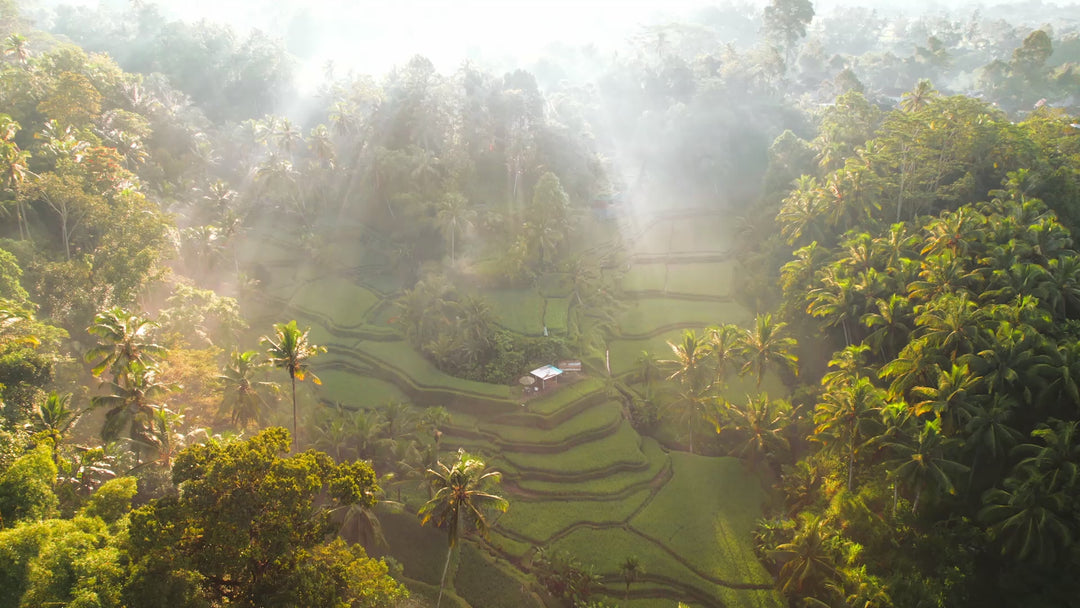 Docha Ayurveda Pure Shilajit Resin - Royal Blend